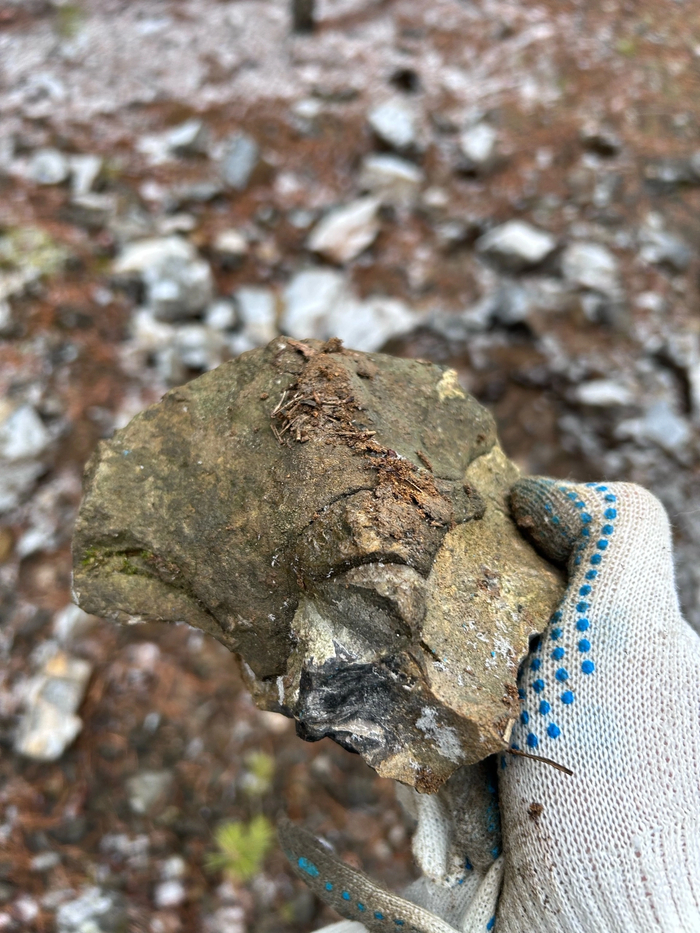 Вероятно, окаменелое дерево.