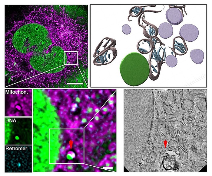         CLEM.  ()    ()   ,    ().  :  .