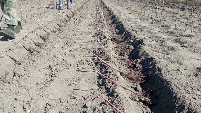 Трактор делает траншею. Потом специально обученные люди на определенном расстоянии кладут саженцы.