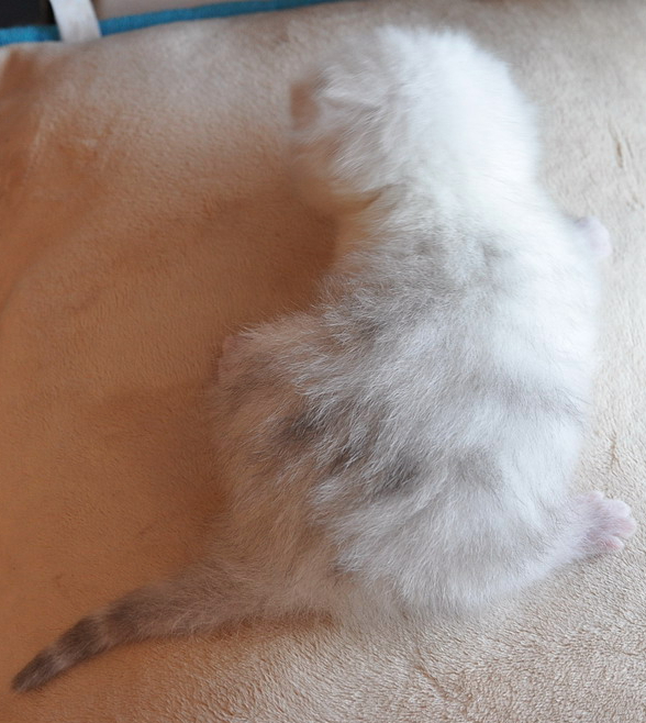 Trina Ermine Trace,  ,  ,    