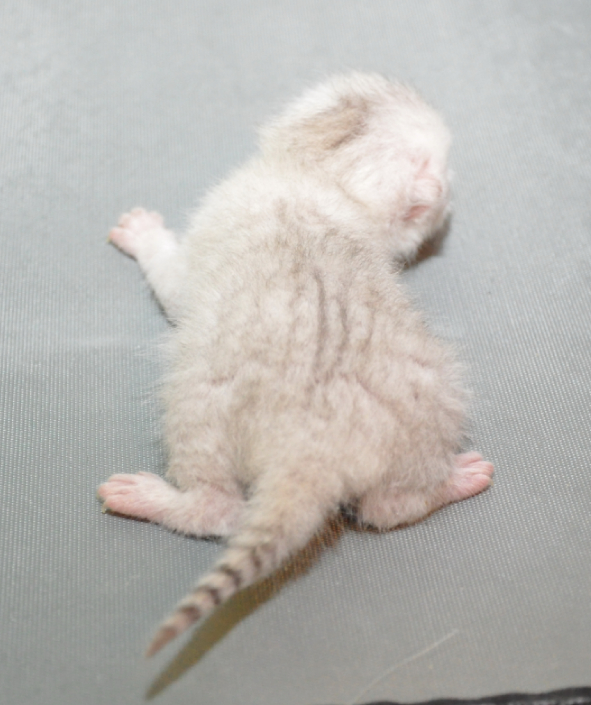    Nocturne Ermine Trace