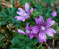 ��������, �����, �����.