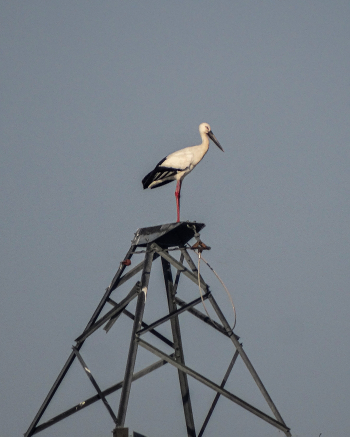 Дальневосточный Аист