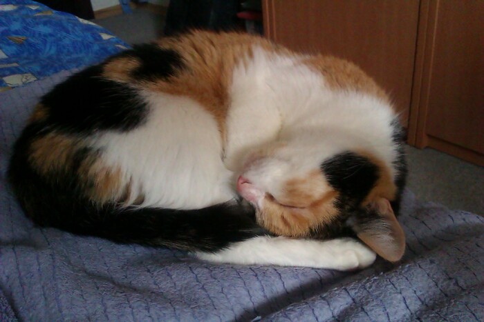 ��� ��������