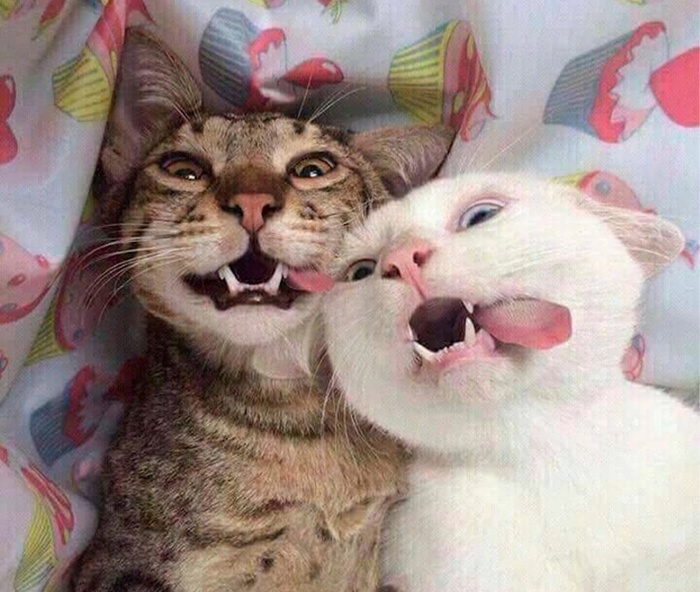 Отвязная парочка