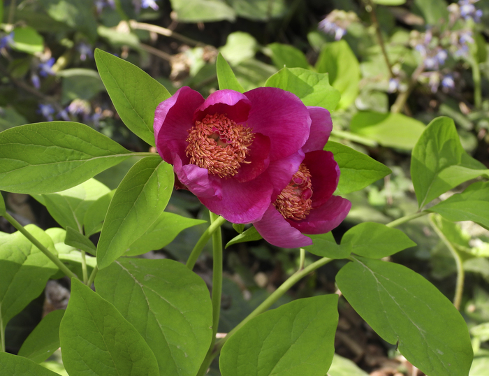 Фото Л. Головневой.