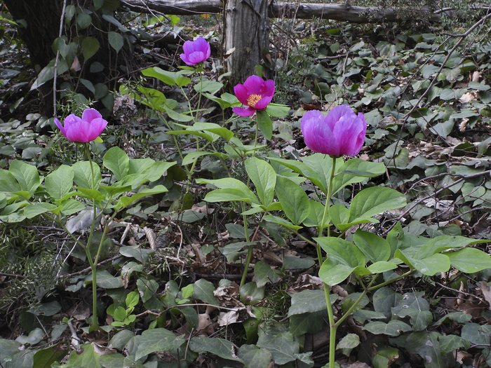 Фото Л. Головневой.