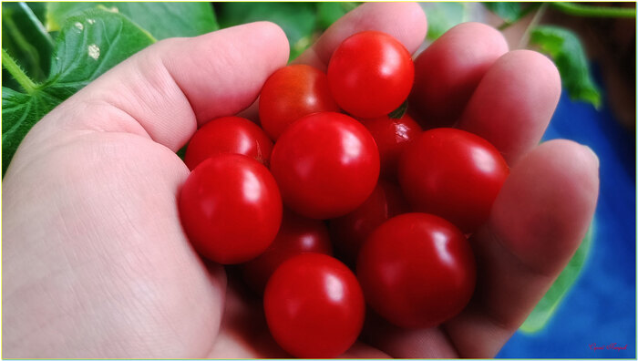 Горсть помидорок