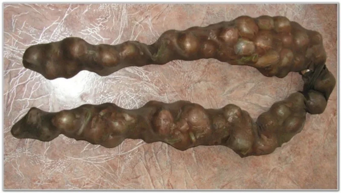 ����� ���� ������