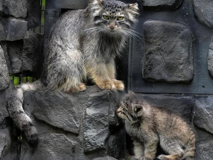 Автор фото <a href="https://pikabu.ru/story/s_dnyom_rozhdeniya_12597347?u=https%3A%2F%2Fwww.facebook.com%2Fphoto.php%3Ffbid%3D10159922416882248&t=Dakota%20zoo%20FB&h=888f6d9b269464ae6dcf774218365c34e76006d0" title="https://www.facebook.com/photo.php?fbid=10159922416882248" target="_blank" rel="nofollow noopener">Dakota zoo FB </a>