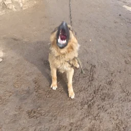 KolllKaH