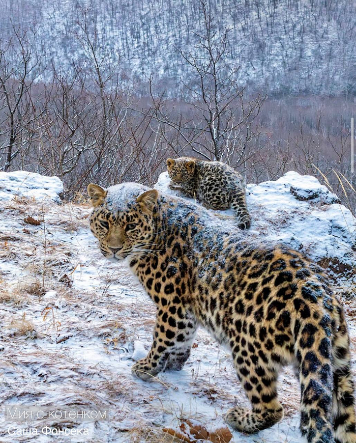 Мия с котёнком