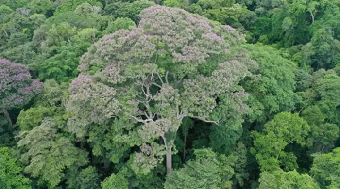 Молнии уменьшают у этих деревьев число паразитических лиан и расчищают им место в джунглях