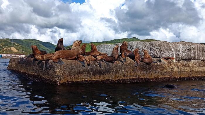 У одного самца может быть до 12 жен.