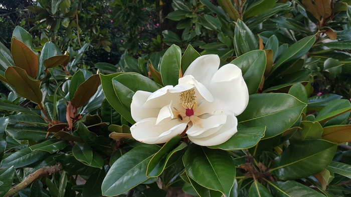 Магнолия