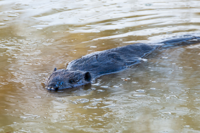 Вот он - крупнейший грызун России.
