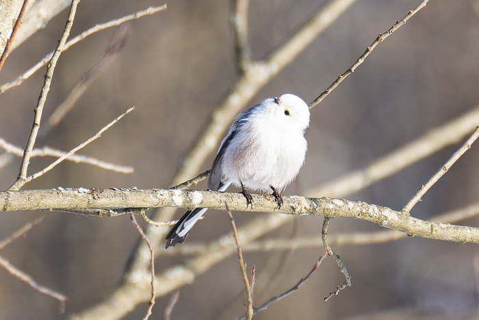 Пушистый шарик с длинным хвостом.