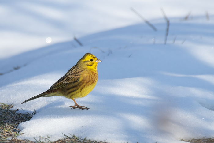 Овсянка на снегу.