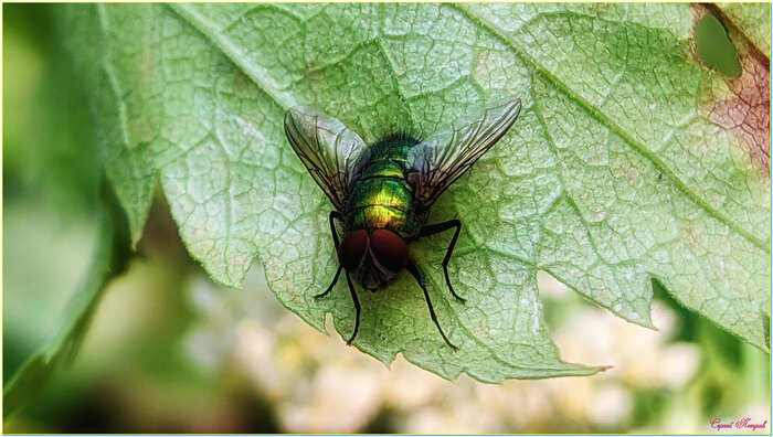 Большая зелёная муха...