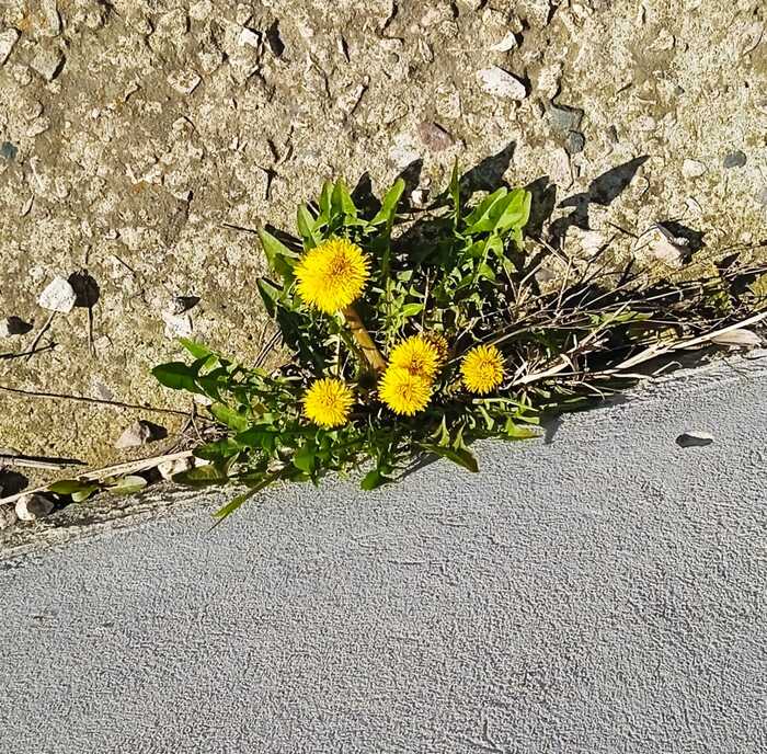 ����� ������