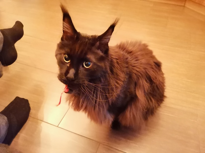 В такие моменты всегда ему говорю, что он самец, зверь и просто неудержимое похотливое животное. В общем, оказываю котику моральную поддержку и стараюсь не бренчать ложкой о тарелку, чтобы не сбивать ему концентрацию.