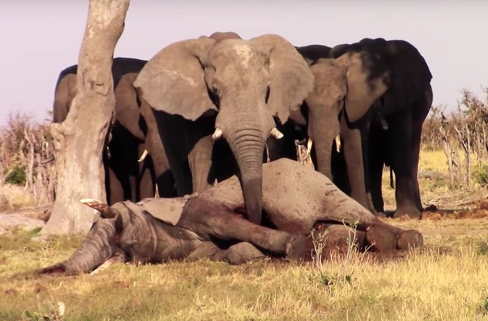 Необычное и необъяснимое в мире животных. 13 фактов, которые вас заинтересуют