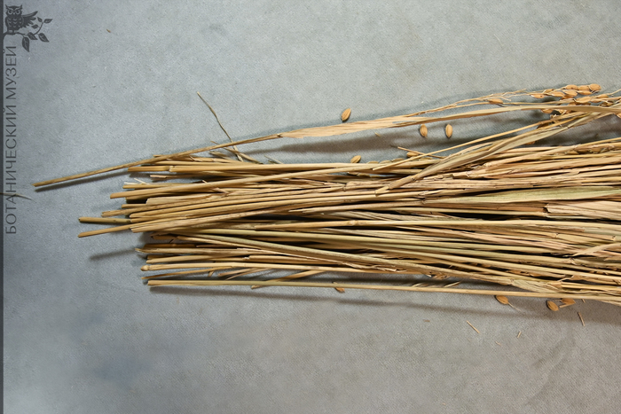 Рисовая солома в коллекции экономической ботаники Ботанического музея БИН РАН.