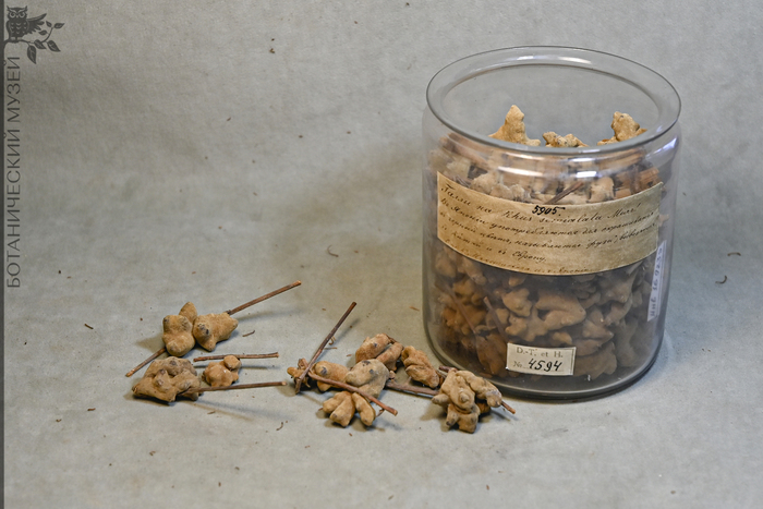 Галлы сумаха китайского (Rhus semialata). В Японии употреблялись для окрашивания в черный цвет. От К.И. Максимовича. Коллекция экономической ботаники Ботанического музея БИН РАН.