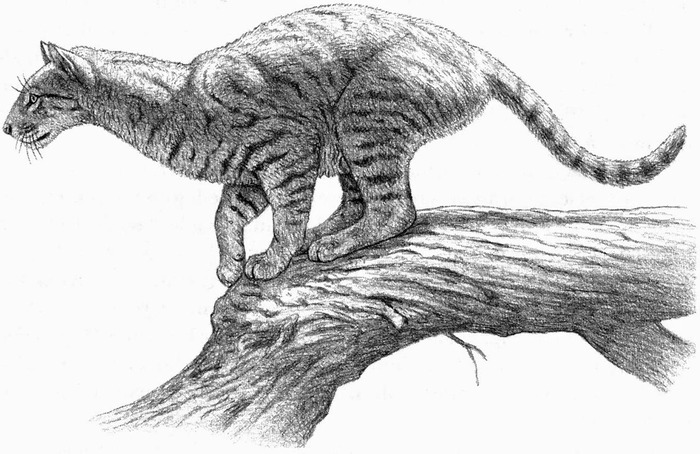 Проаилурус - раннее кошачье, хотя возможно, что он предок всех кошкообразных (виверры, гиены и так далее) - обитал около 25 миллионов лет назад. Размерами не превышал 9 кг.