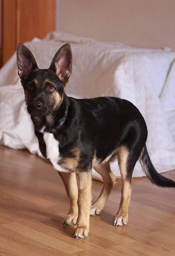 Гаврюша и сейчас неотразим