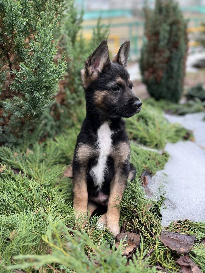 Гаврюша начал вытягиваться