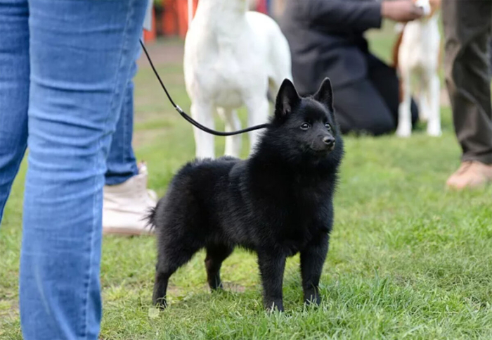 Кто-то скажет: а зачем изменять породу, если можно взять готовую мелкую собаку вместо крупной? Ну например нравится человеку доберман, так можно завести пинчера – внешне он уменьшенная копия добермана.