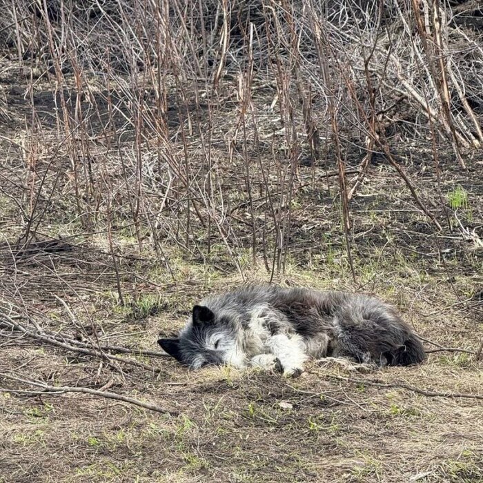 <a href="https://pikabu.ru/story/v_bashkirii_pyos_okhranyaet_pepelishche_doma_gde_v_pozhare_pogib_ego_khozyain_12614056?u=https%3A%2F%2Ft.me%2Finteresno_all&t=%D0%B8%D1%81%D1%82%D0%BE%D1%87%D0%BD%D0%B8%D0%BA&h=00c20aa2da8c09218f0229a62f067ef73326cbc1" title="https://t.me/interesno_all" target="_blank" rel="nofollow noopener"></a>