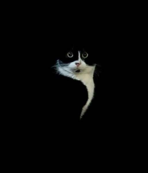 Кот Малевича Черный кот, Кот, Повтор, Фотография, Минимализм