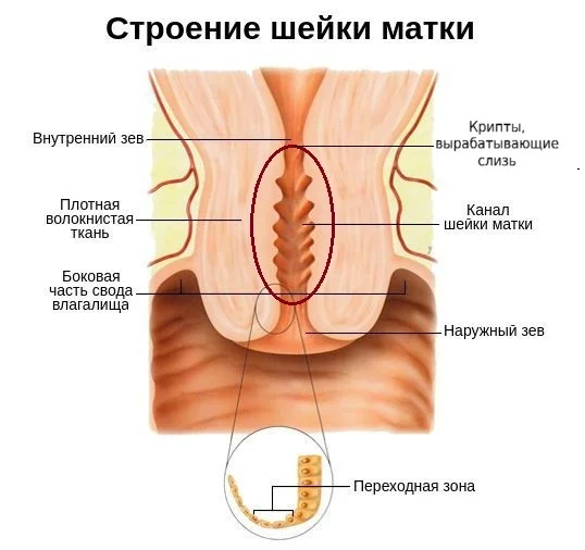 What women highlight - My, Excreta, Leather, Doctors, The medicine, Physiology, Womens, Anatomy, Educational program, This is the norm, Gynecology, Longpost, What I learned