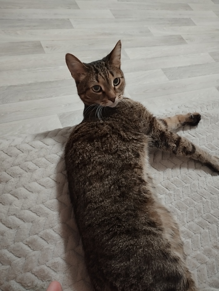   , ,  , ChatGPT, 
