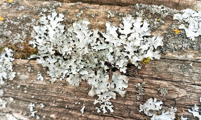 Пармелия бороздчатая (Parmelia sulcata)