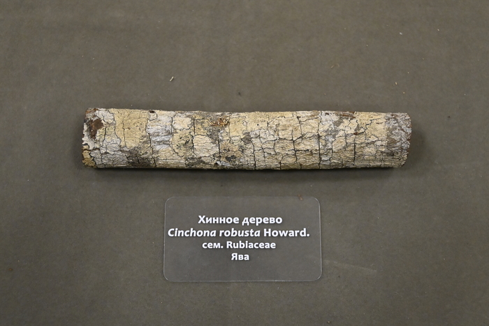 Хинное дерево. Экспонат Ботанического музея РАН.