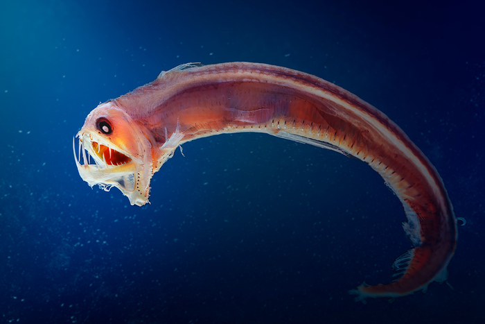      ,     .       ,       .