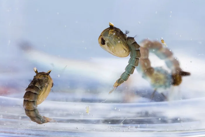 Правда ли, что насекомое внутри куколки полностью растворяется и пересобирается заново? Куколка, Насекомые, Животные, Дикие животные, Яндекс Дзен, Яндекс Дзен (ссылка), Длиннопост Правда ли, что насекомое внутри куколки полностью растворяется и пересобирается заново? Куколка, Насекомые, Животные, Дикие животные, Яндекс Дзен, Яндекс Дзен (ссылка), Длиннопост