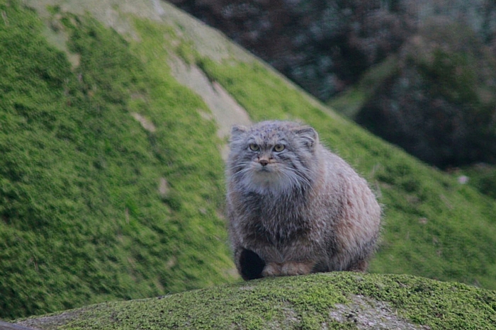 Годовалая манулочка выглядит совсем взрослой