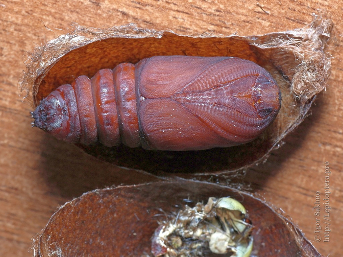 Ваша бабочка готова на 85%. Пожалуйста, дождитесь полной загрузки!