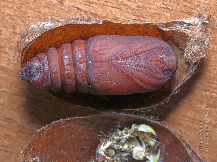 Правда ли, что насекомое внутри куколки полностью растворяется и пересобирается заново? Куколка, Насекомые, Животные, Дикие животные, Яндекс Дзен, Яндекс Дзен (ссылка), Длиннопост Правда ли, что насекомое внутри куколки полностью растворяется и пересобирается заново? Куколка, Насекомые, Животные, Дикие животные, Яндекс Дзен, Яндекс Дзен (ссылка), Длиннопост