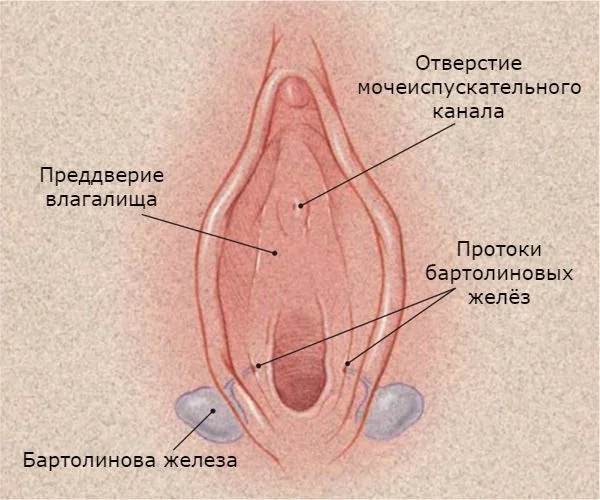 What women highlight - My, Excreta, Leather, Doctors, The medicine, Physiology, Womens, Anatomy, Educational program, This is the norm, Gynecology, Longpost, What I learned