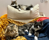 ��� ���������