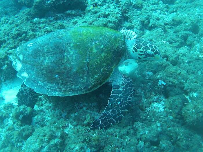 Когда плыл сфоткать черепаху.