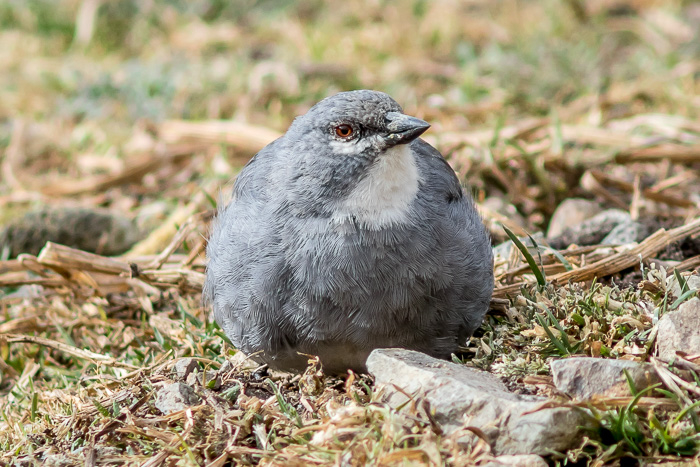     :   Idiopsar     !           .