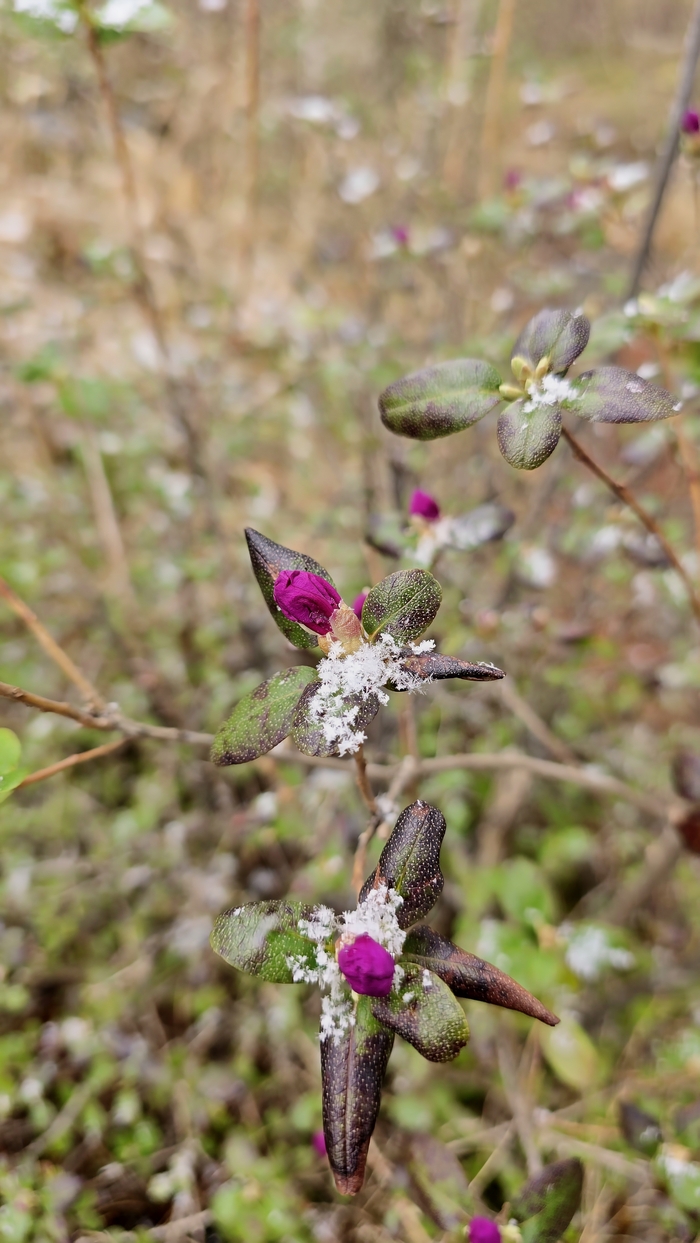 Заснеженный маральник