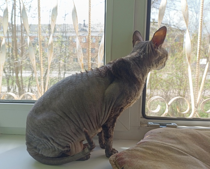 Кошачьей тушки вам в ленту!