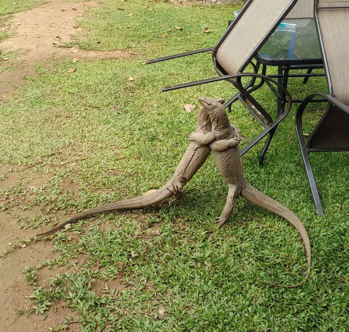 Вася, узнаешь ли брата Колю?